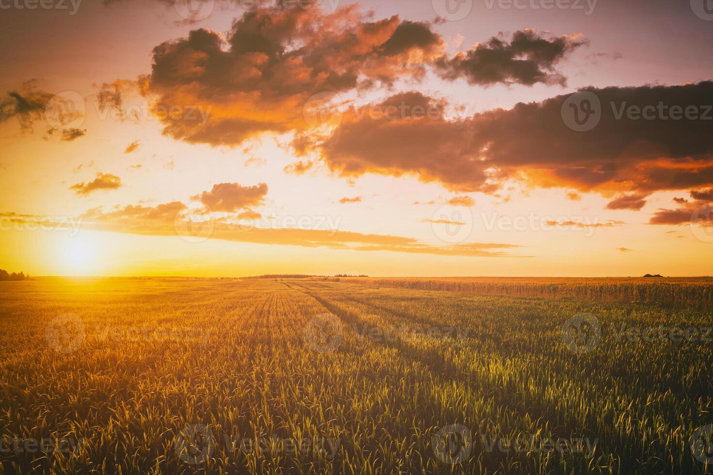 Sunset or dawn in a rye or wheat field with a dramatic cloudy sky during summertime. Aesthetics of vintage film. photo