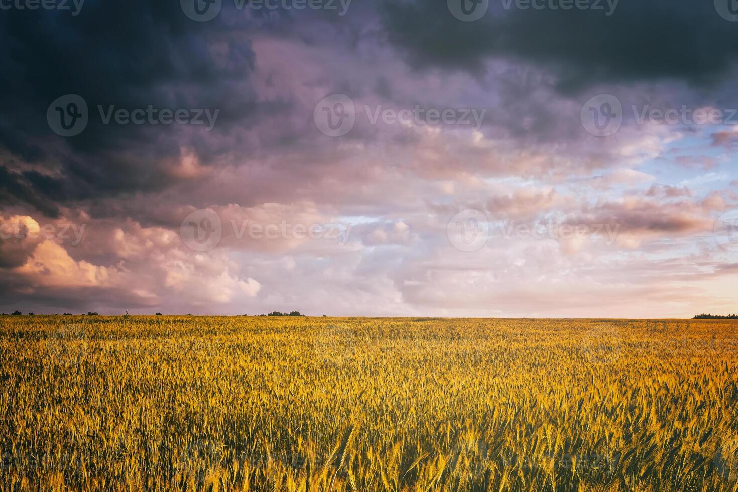 Sunset or dawn in a rye or wheat field with a dramatic cloudy sky during summertime. Aesthetics of vintage film. photo