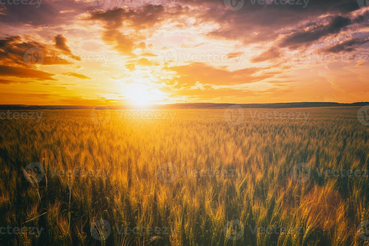 Sunset or dawn in a rye or wheat field with a dramatic cloudy sky during summertime. Aesthetics of vintage film. photo