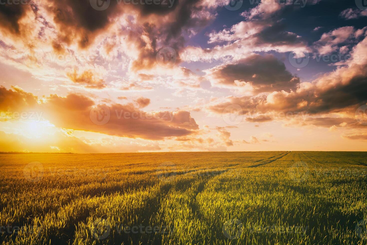 Sunset or dawn in a rye or wheat field with a dramatic cloudy sky during summertime. Aesthetics of vintage film. photo