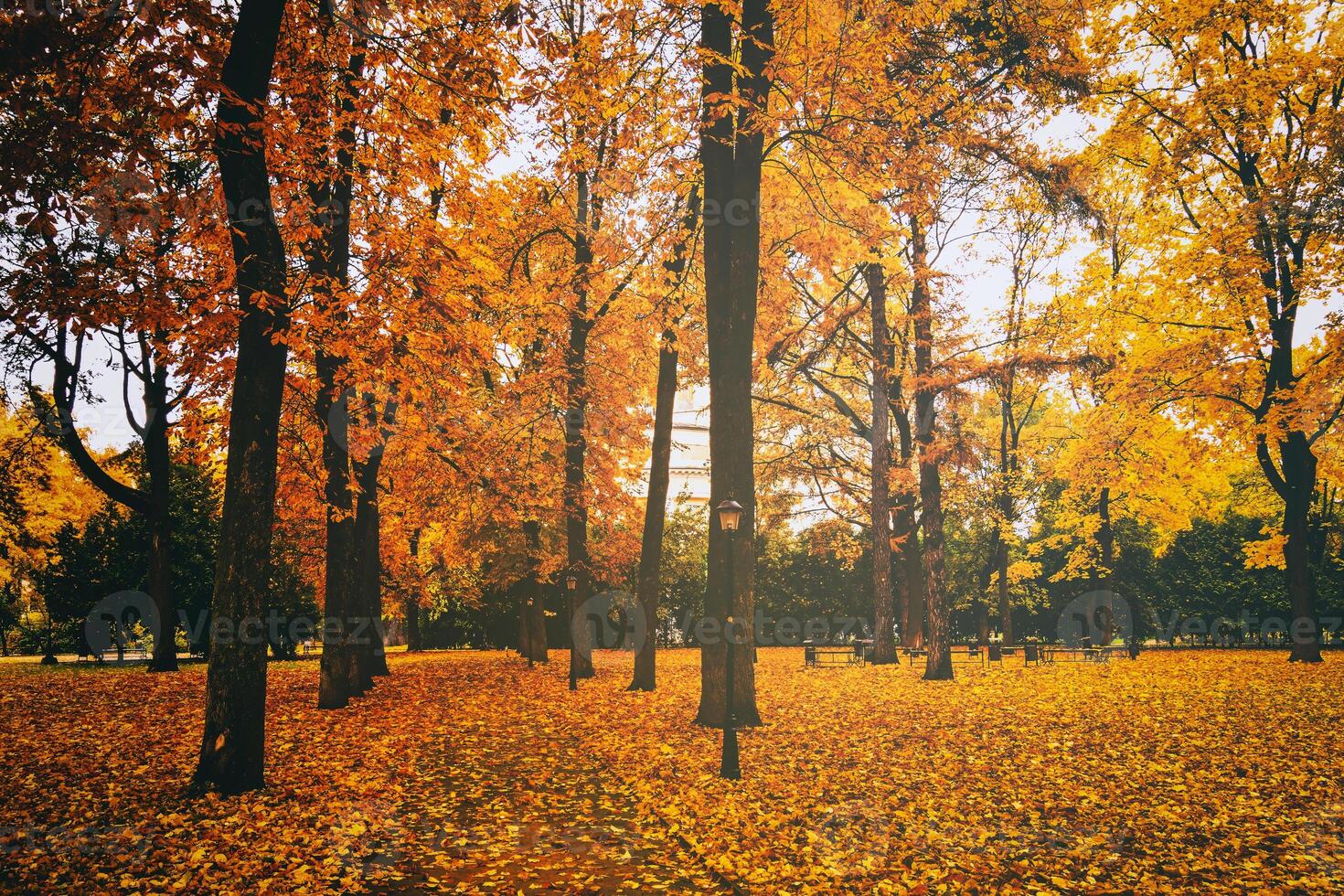 Golden autumn in a city park with trees and fallen leaves on a cloudy day. Vintage film aesthetic. photo