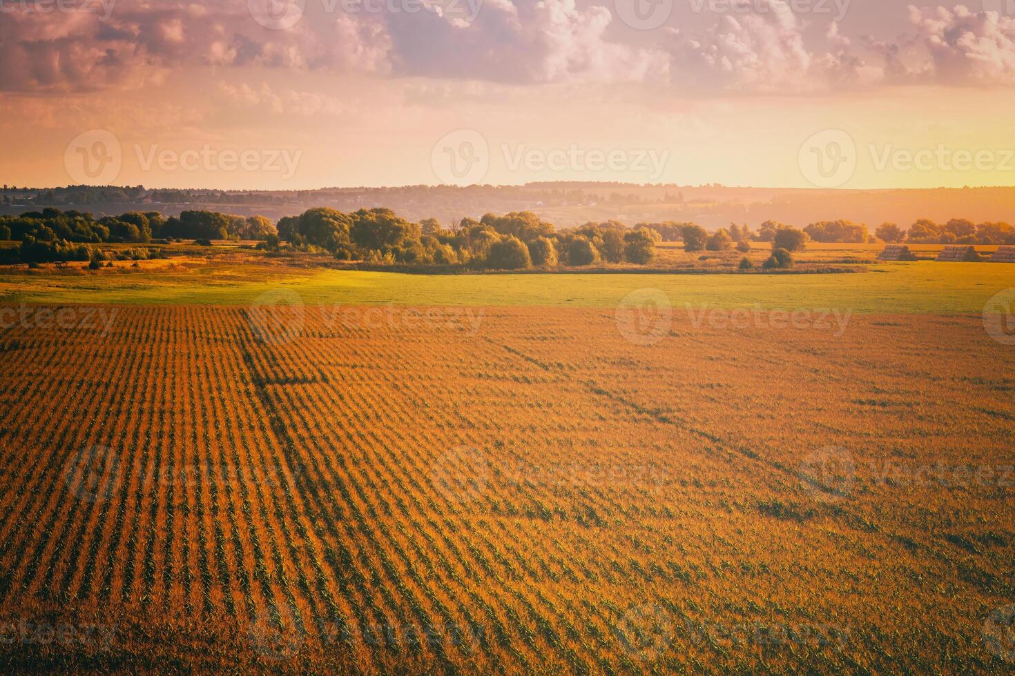 Top view to the rows of young corn in an agricultural field at sunset or sunrise. Vintage film aesthetic. photo