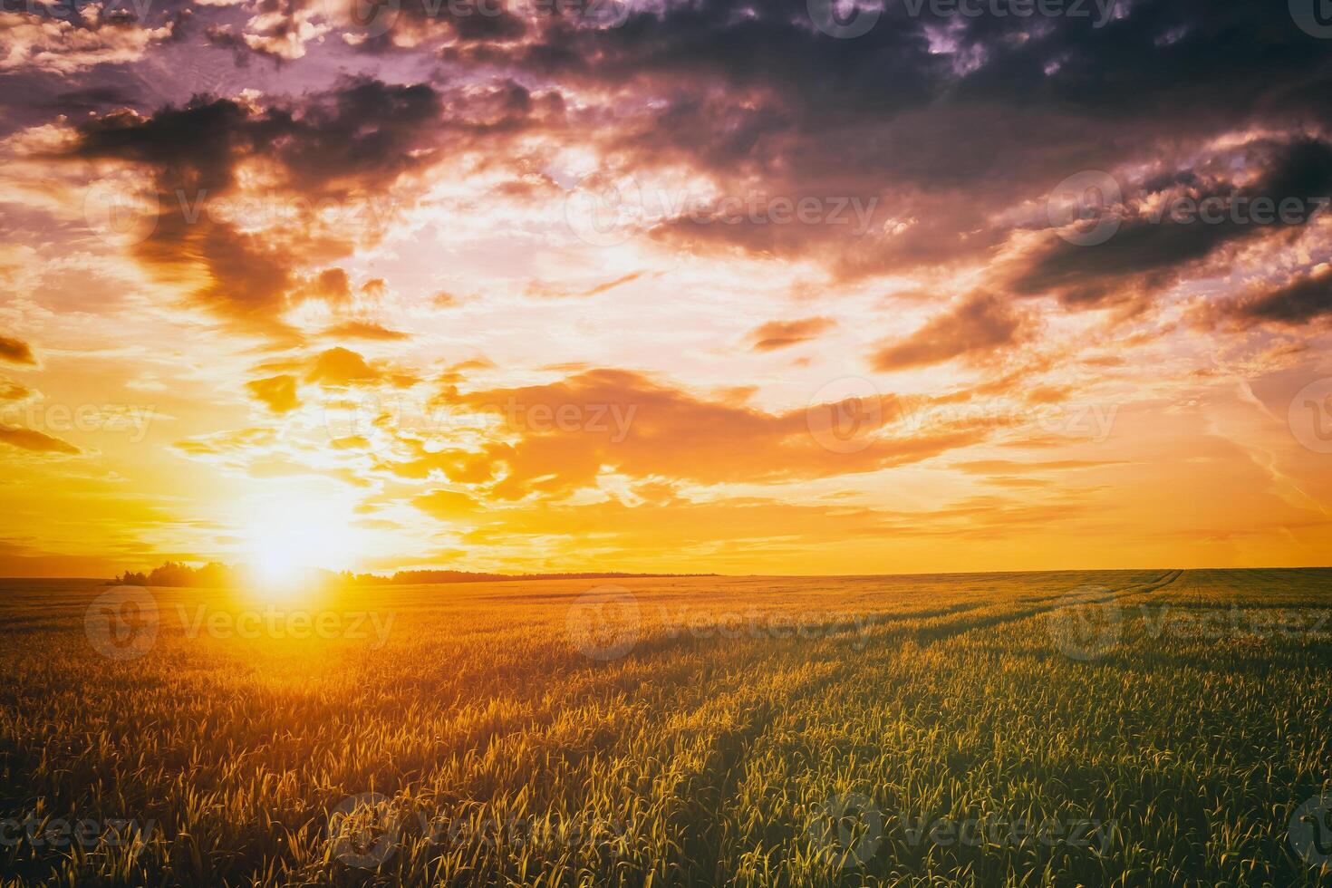 Sunset or dawn in a rye or wheat field with a dramatic cloudy sky during summertime. Aesthetics of vintage film. photo