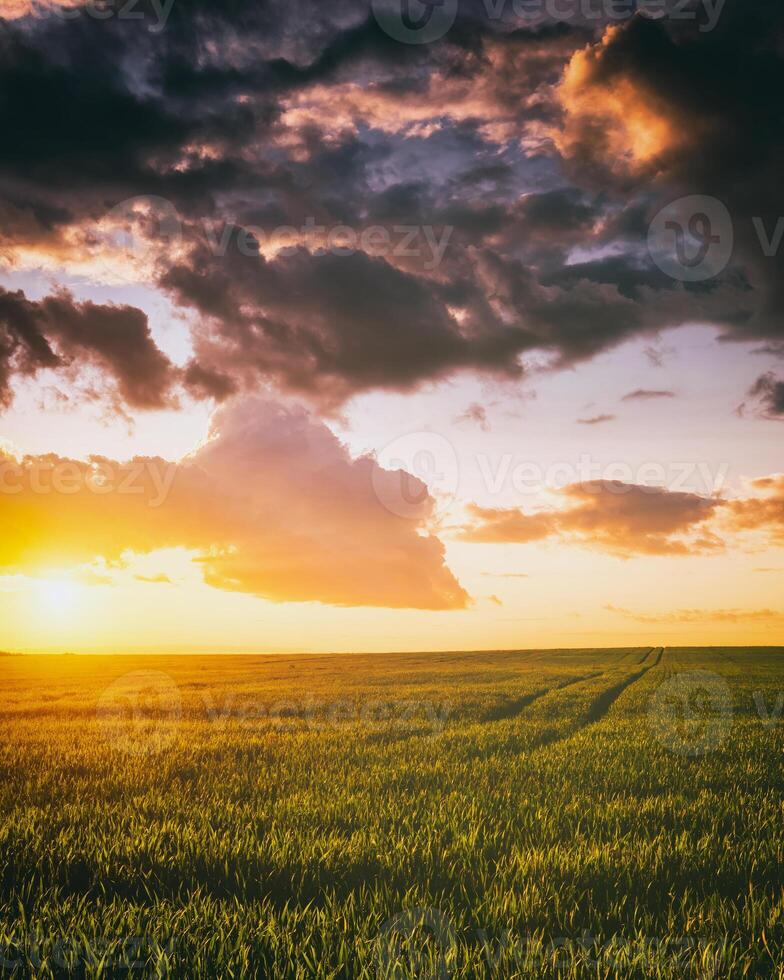 puesta de sol o amanecer en un centeno o trigo campo con un dramático nublado cielo durante Hora de verano. estética de Clásico película. foto