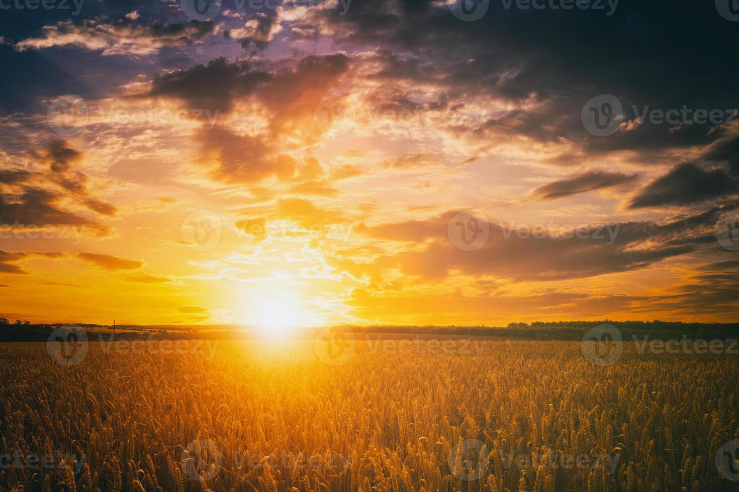 Sunset or dawn in a rye or wheat field with a dramatic cloudy sky during summertime. Aesthetics of vintage film. photo