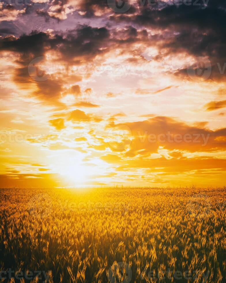 Sunset or dawn in a rye or wheat field with a dramatic cloudy sky during summertime. Aesthetics of vintage film. photo