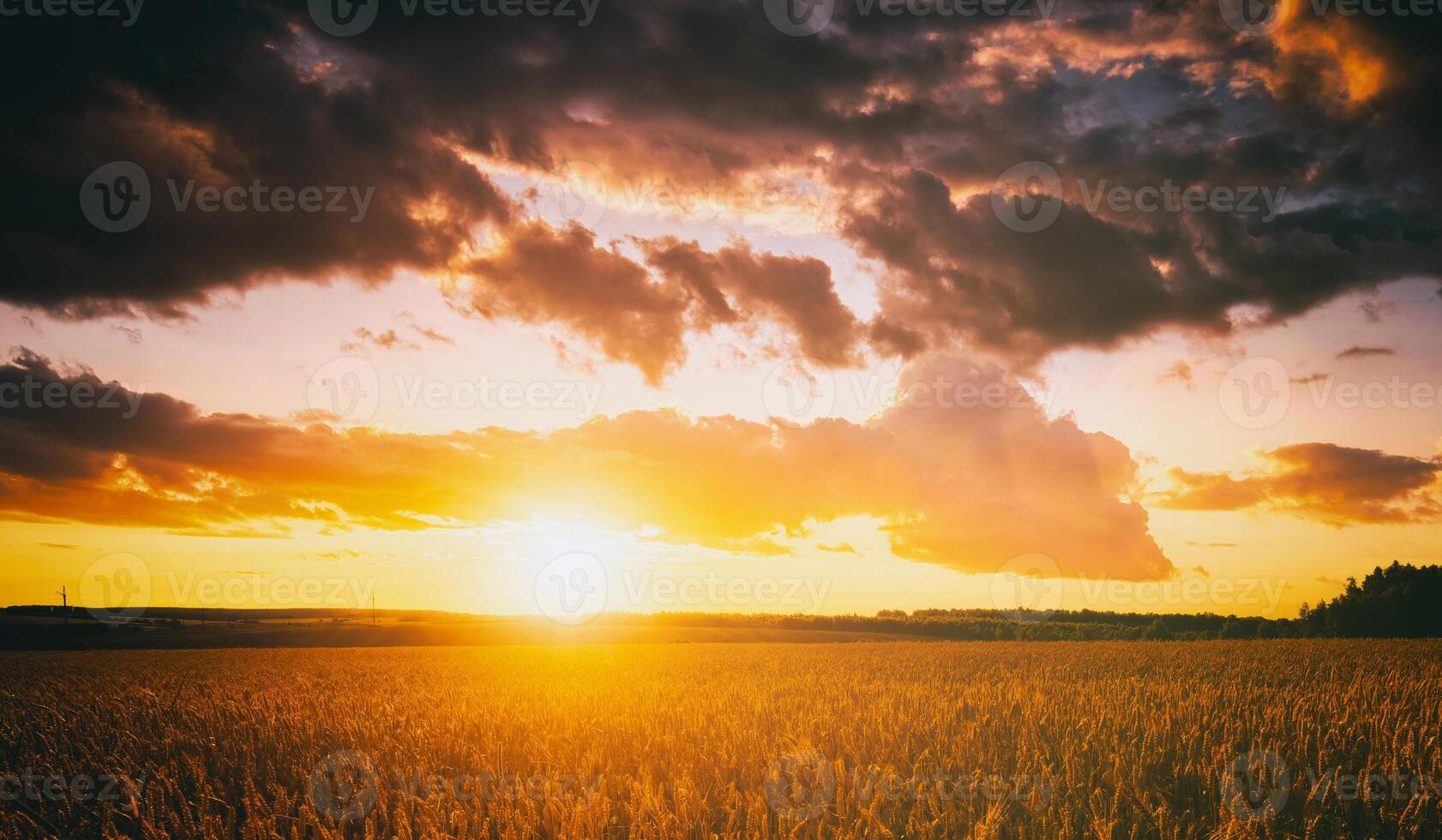 Sunset or dawn in a rye or wheat field with a dramatic cloudy sky during summertime. Aesthetics of vintage film. photo