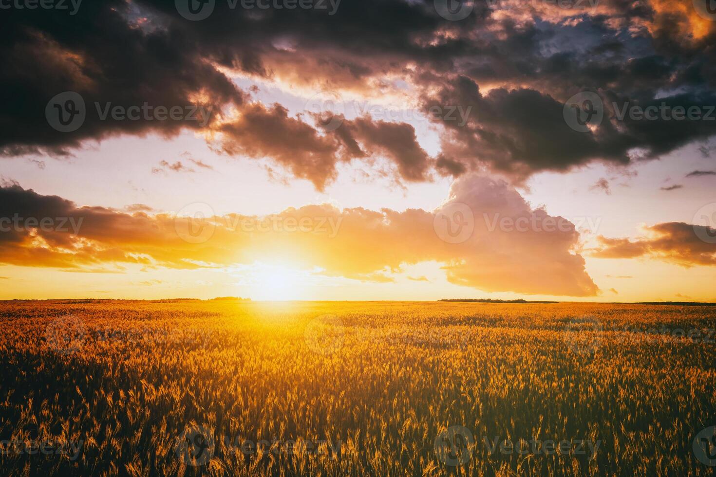 Sunset or dawn in a rye or wheat field with a dramatic cloudy sky during summertime. Aesthetics of vintage film. photo