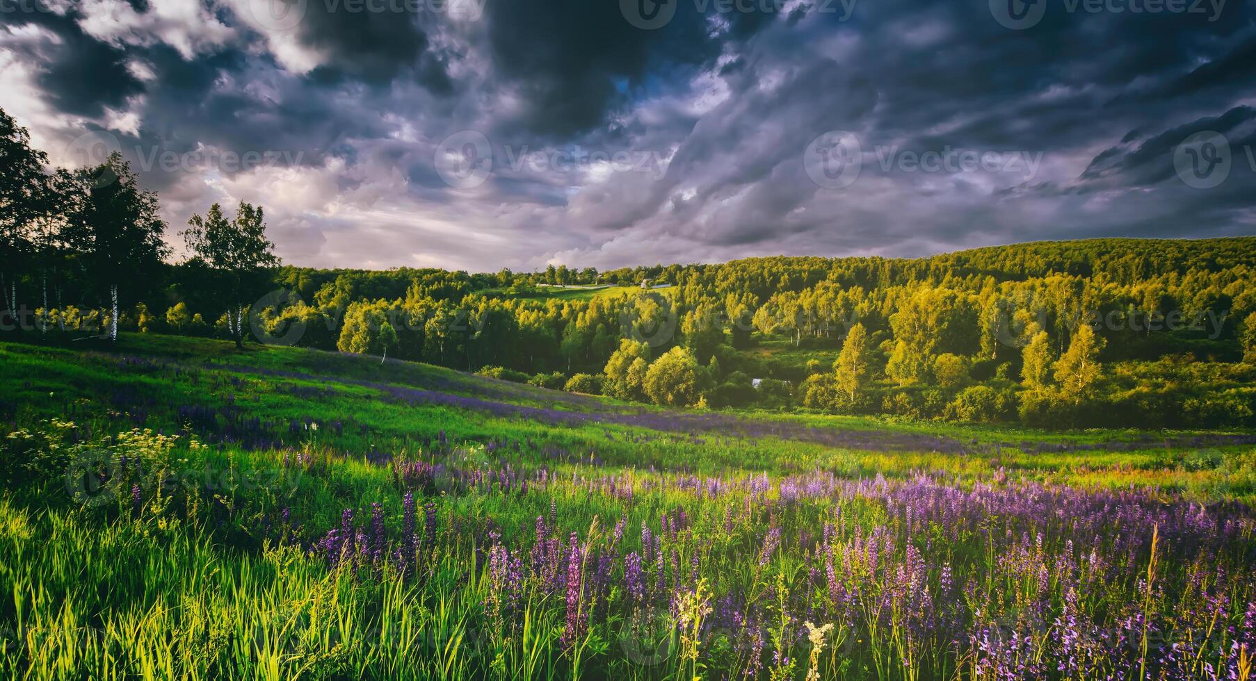 Sunset or sunrise on a field with wild lupines and wildflowers and dramatic cloudy sky in summertime. Vintage film aesthetic. photo