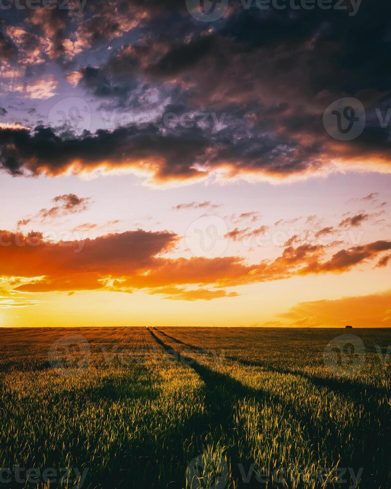 puesta de sol o amanecer en un centeno o trigo campo con un dramático nublado cielo durante Hora de verano. estética de Clásico película. foto