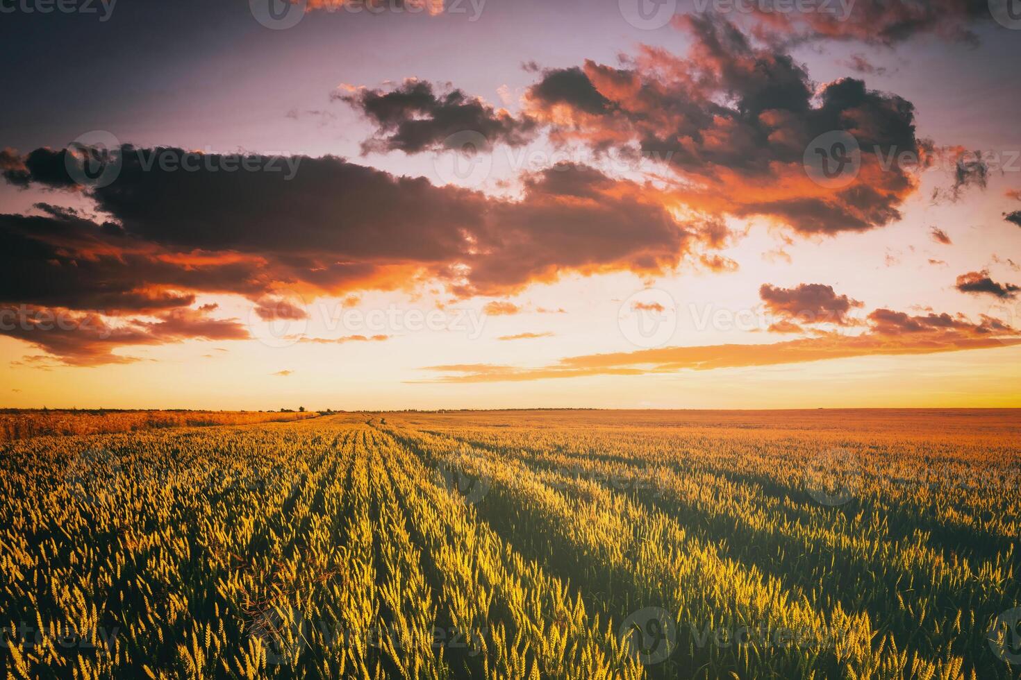 Sunset or dawn in a rye or wheat field with a dramatic cloudy sky during summertime. Aesthetics of vintage film. photo
