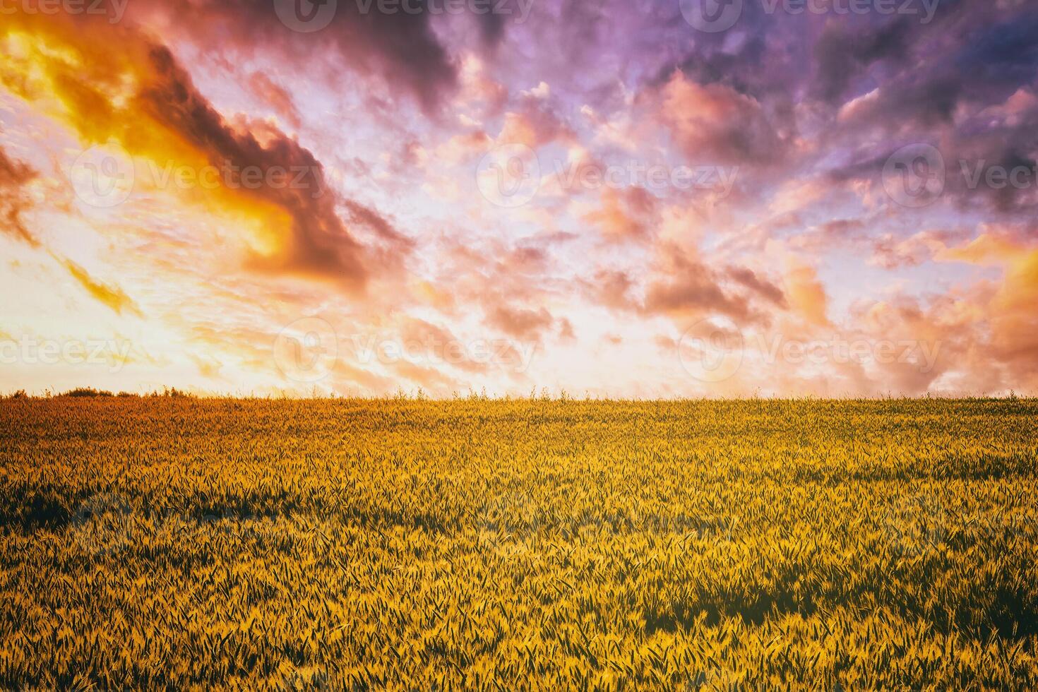 Sunset or dawn in a rye or wheat field with a dramatic cloudy sky during summertime. Aesthetics of vintage film. photo
