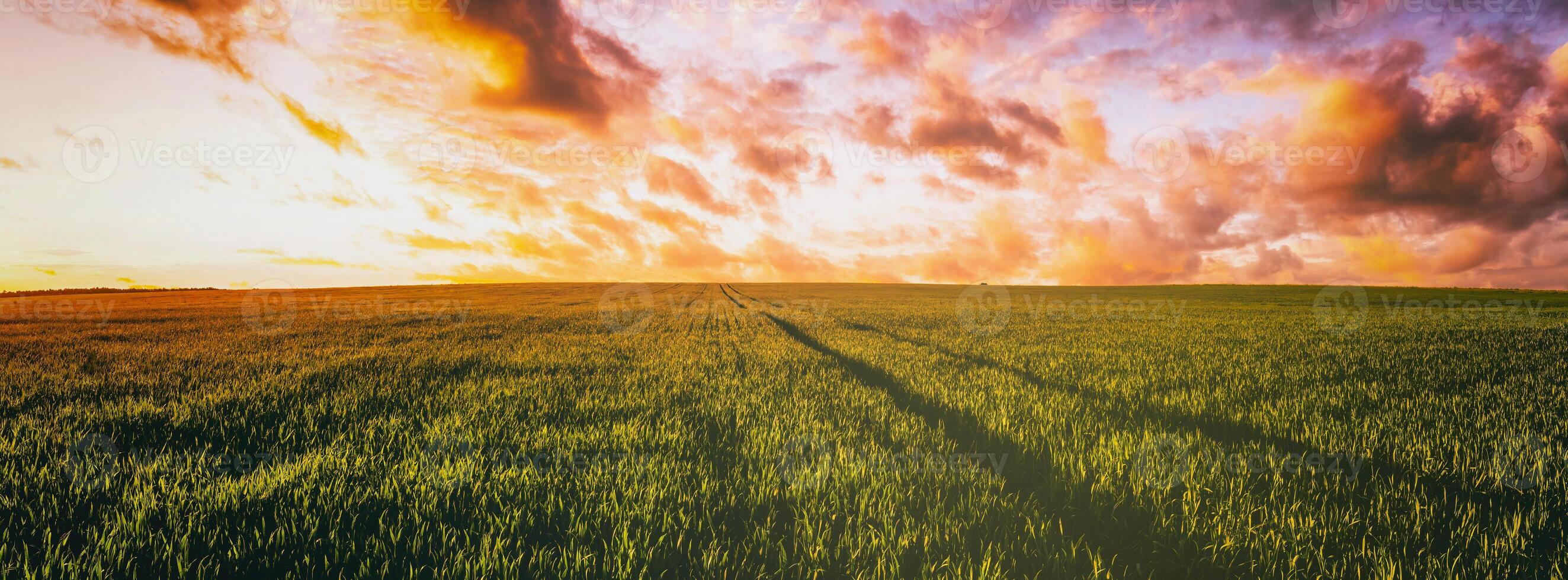 puesta de sol o amanecer en un centeno o trigo campo con un dramático nublado cielo durante Hora de verano. estética de Clásico película. foto