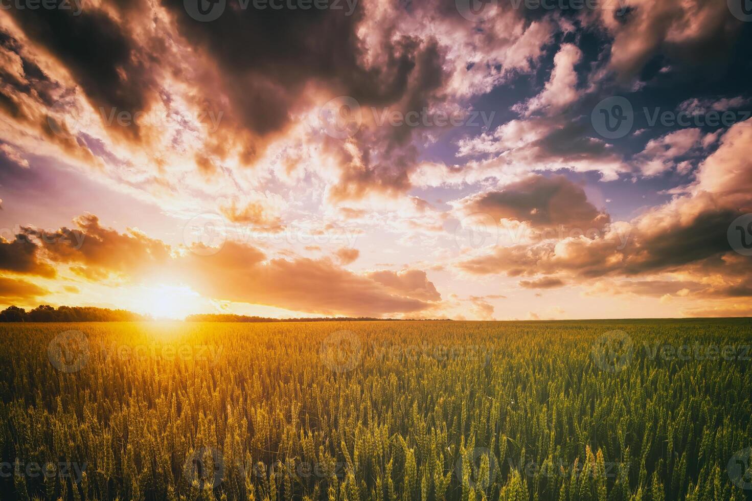 puesta de sol o amanecer en un centeno o trigo campo con un dramático nublado cielo durante Hora de verano. estética de Clásico película. foto