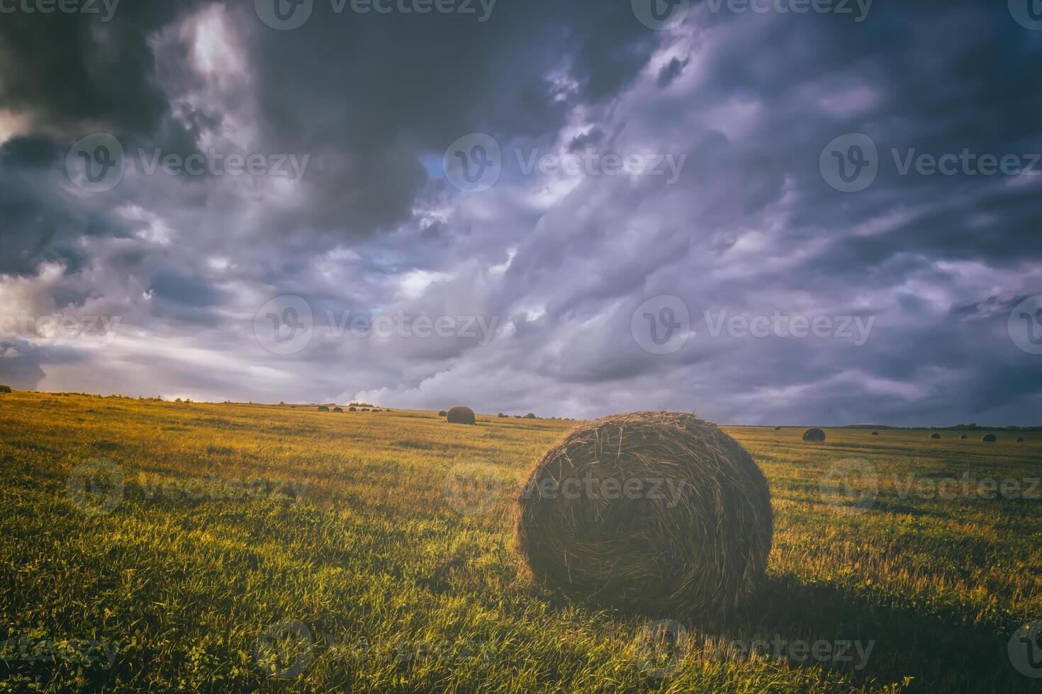 A field with haystacks on a summer or early autumn evening with a cloudy sky in the background. Procurement of animal feed in agriculture. Vintage film aesthetic. photo