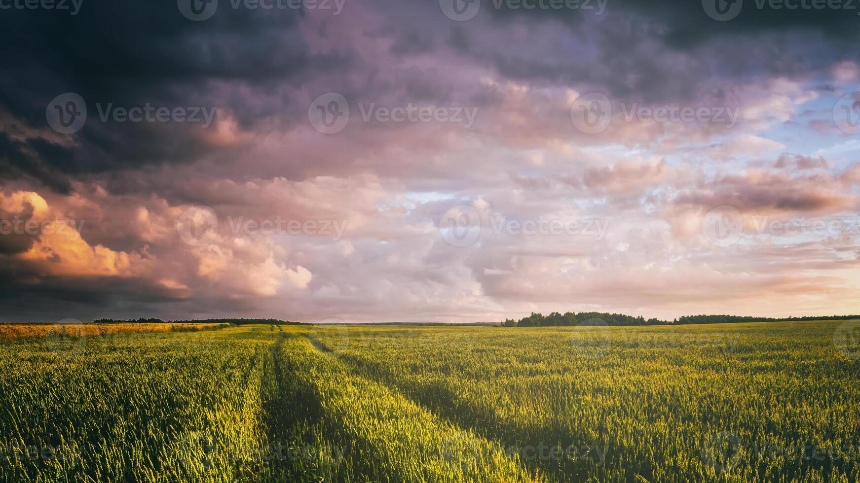 Sunset or dawn in a rye or wheat field with a dramatic cloudy sky during summertime. Aesthetics of vintage film. photo