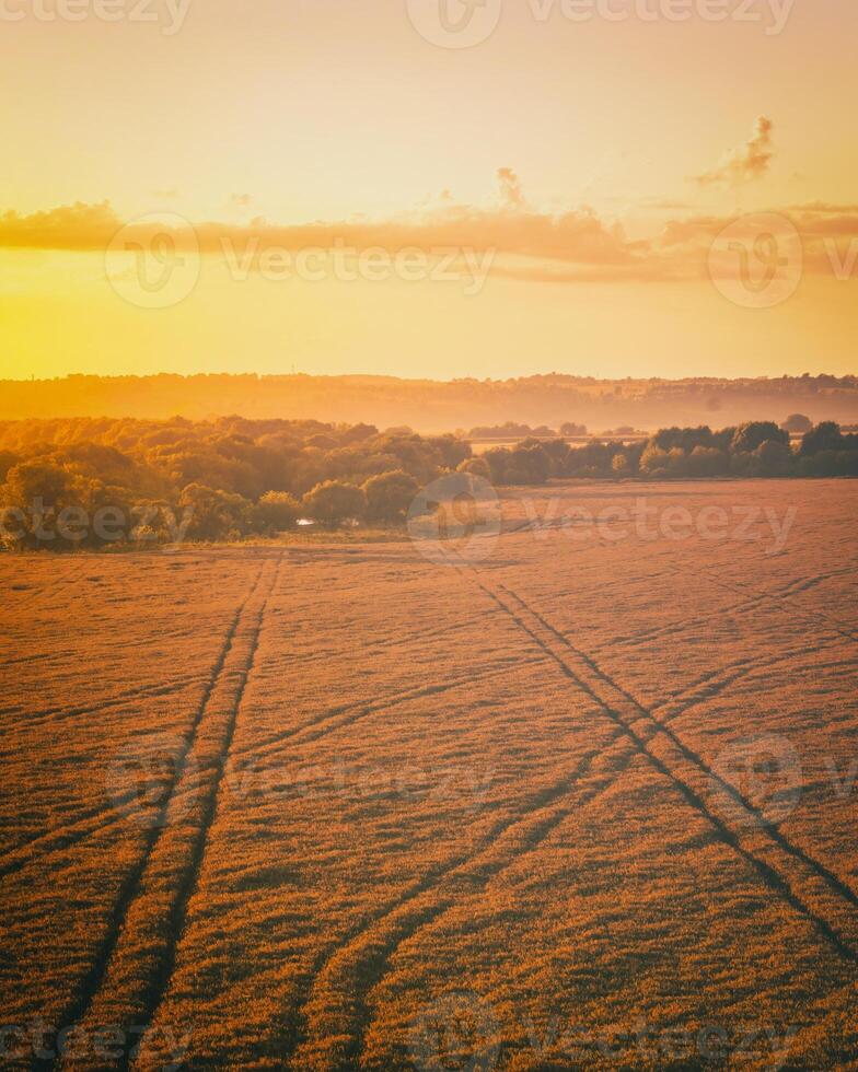 parte superior ver de un puesta de sol o amanecer en un agrícola campo con orejas de joven dorado centeno. Clásico película estético. foto
