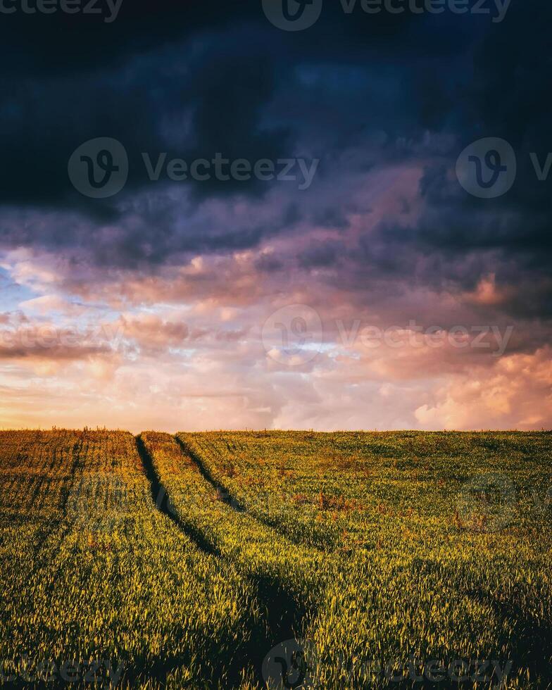 Sunset or dawn in a rye or wheat field with a dramatic cloudy sky during summertime. Aesthetics of vintage film. photo