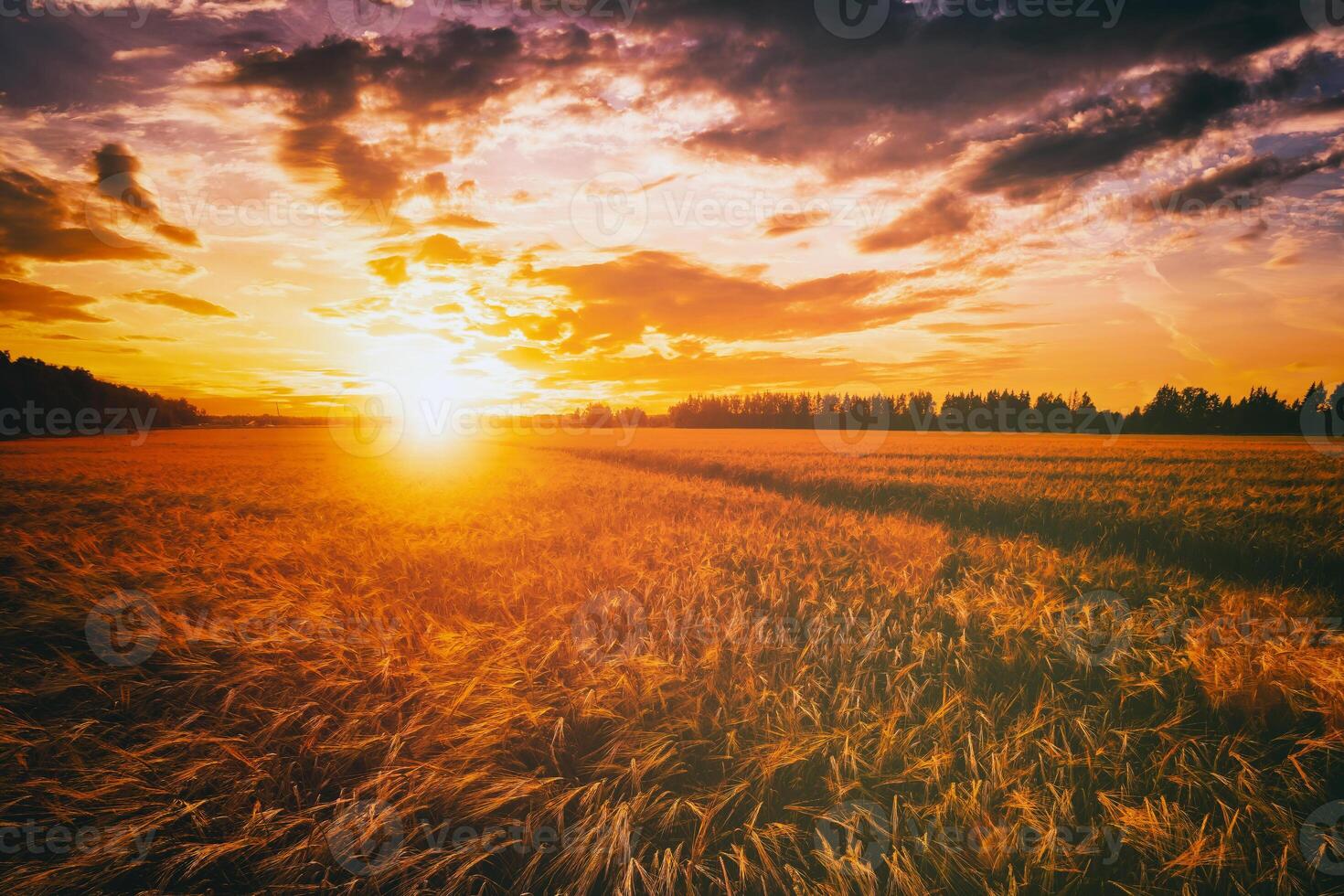 puesta de sol o amanecer en un centeno o trigo campo con un dramático nublado cielo durante Hora de verano. estética de Clásico película. foto