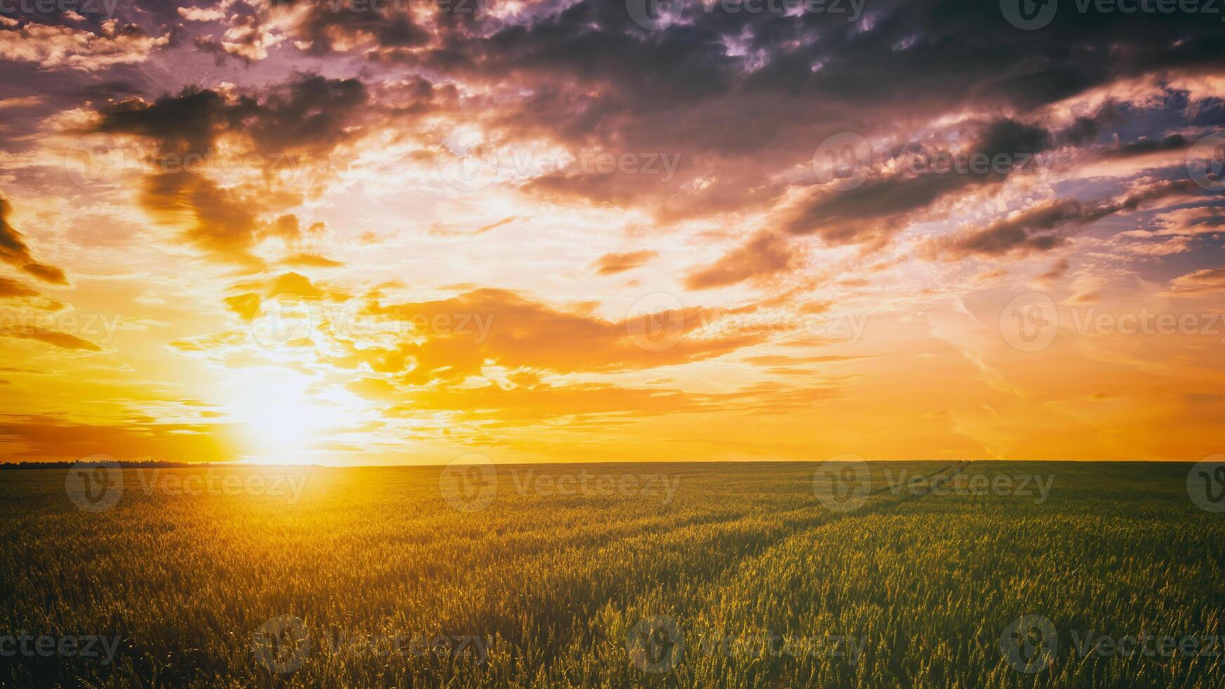 Sunset or dawn in a rye or wheat field with a dramatic cloudy sky during summertime. Aesthetics of vintage film. photo