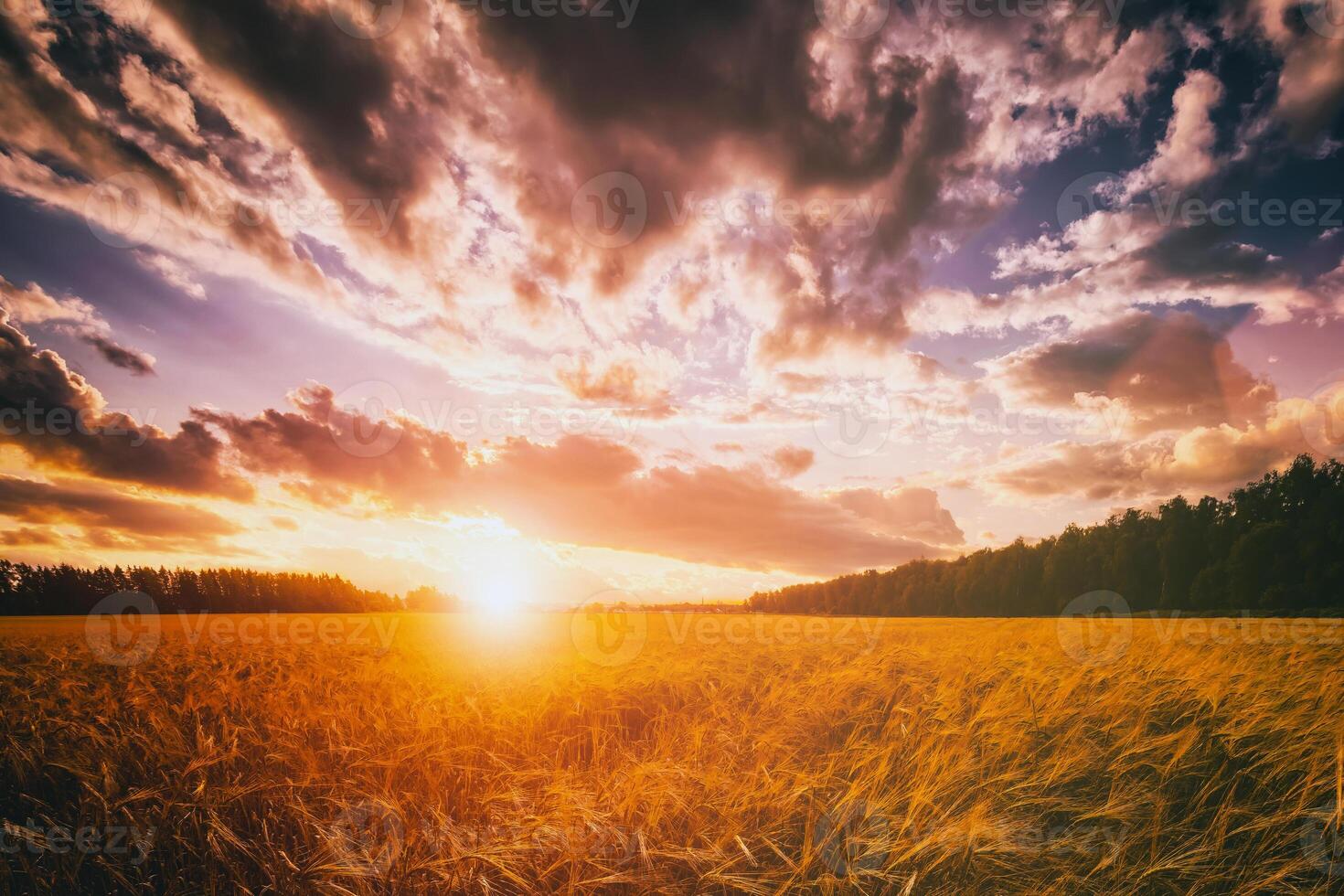 Sunset or dawn in a rye or wheat field with a dramatic cloudy sky during summertime. Aesthetics of vintage film. photo