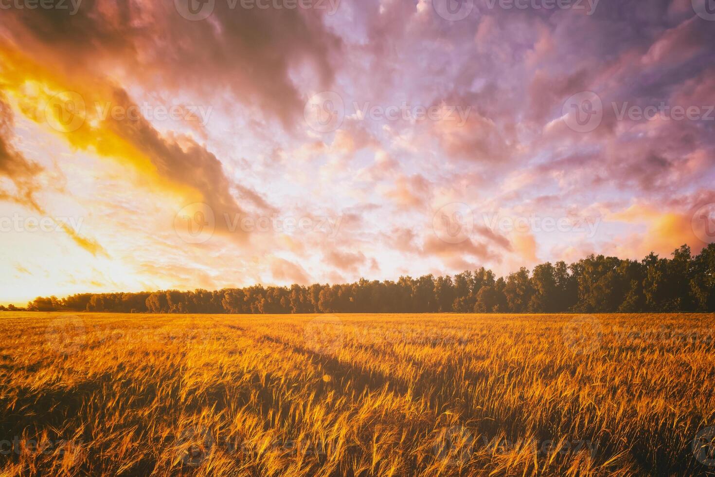Sunset or dawn in a rye or wheat field with a dramatic cloudy sky during summertime. Aesthetics of vintage film. photo
