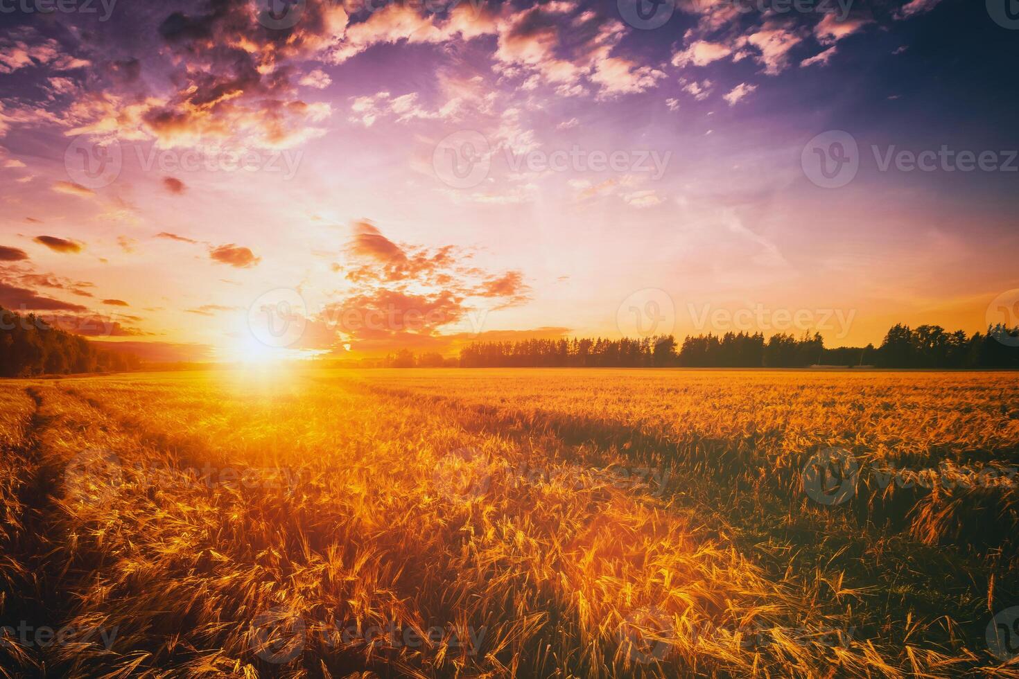 Sunset or dawn in a rye or wheat field with a dramatic cloudy sky during summertime. Aesthetics of vintage film. photo