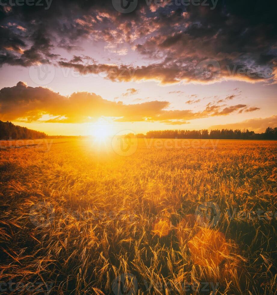 Sunset or dawn in a rye or wheat field with a dramatic cloudy sky during summertime. Aesthetics of vintage film. photo