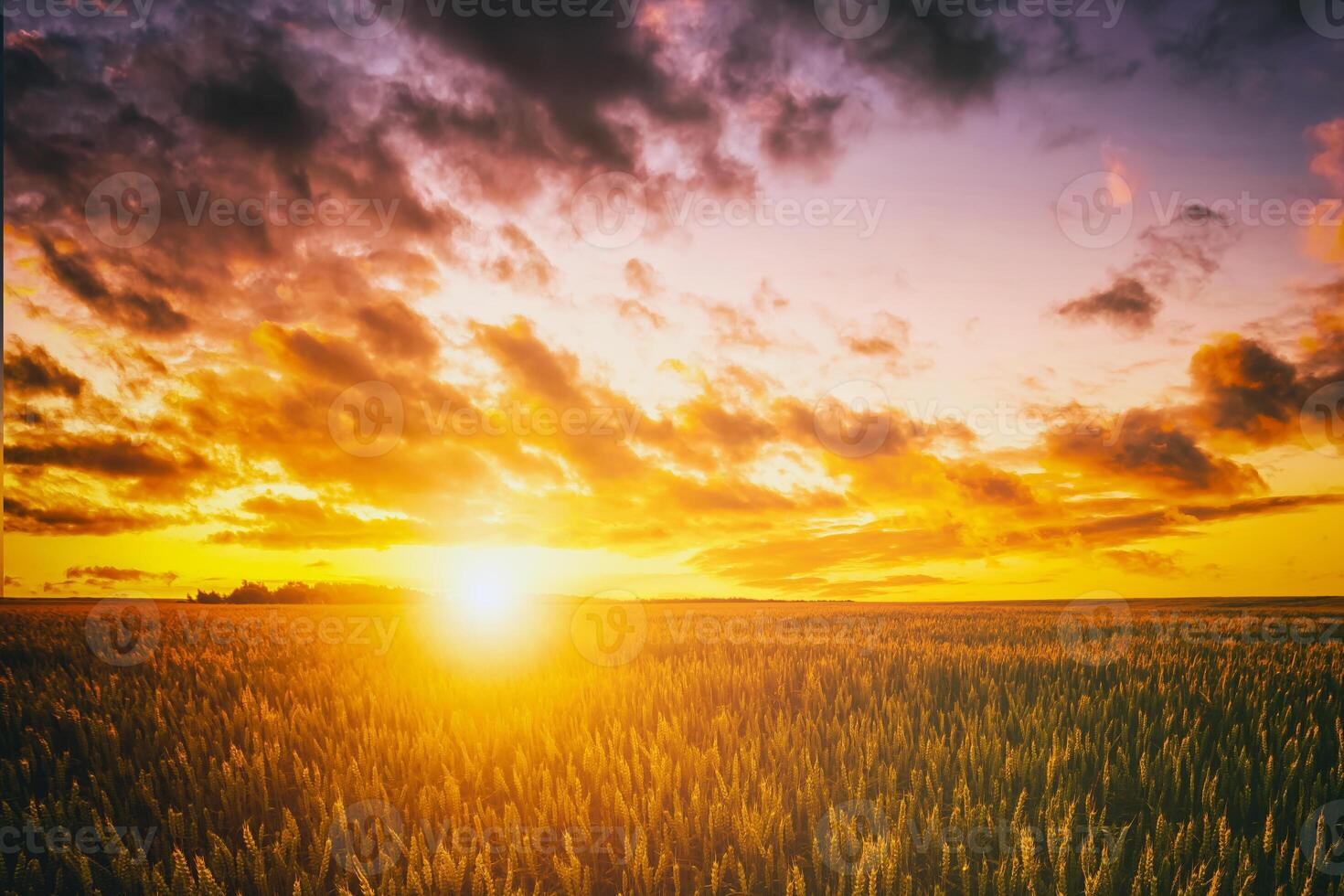Sunset or dawn in a rye or wheat field with a dramatic cloudy sky during summertime. Aesthetics of vintage film. photo