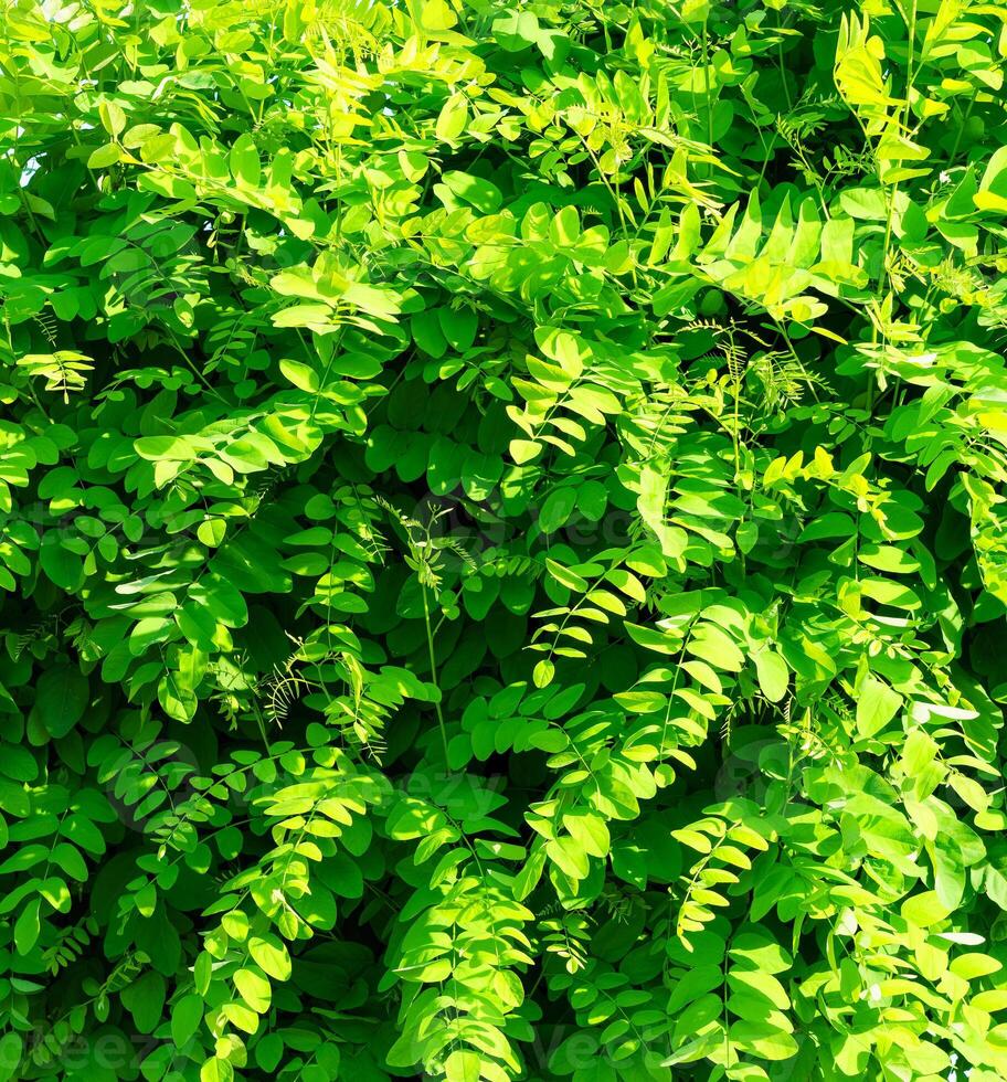 Decorative wall from a plant with green leaves. Natural pattern. Abstract background. Landscaping. photo