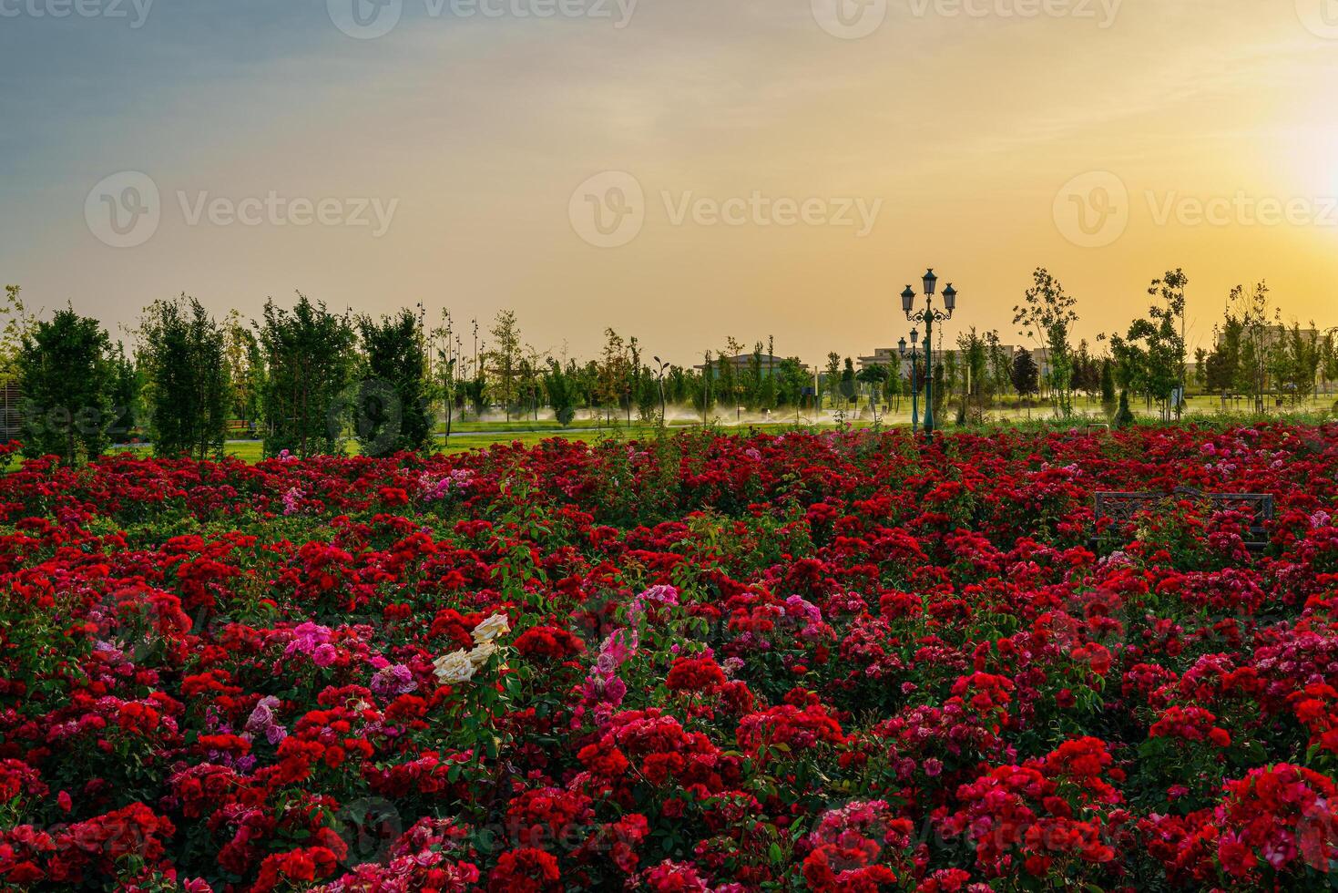 City park in early summer or spring with red blooming roses on a foreground and cloudy sky on a sunset or sunrise at summertime. photo