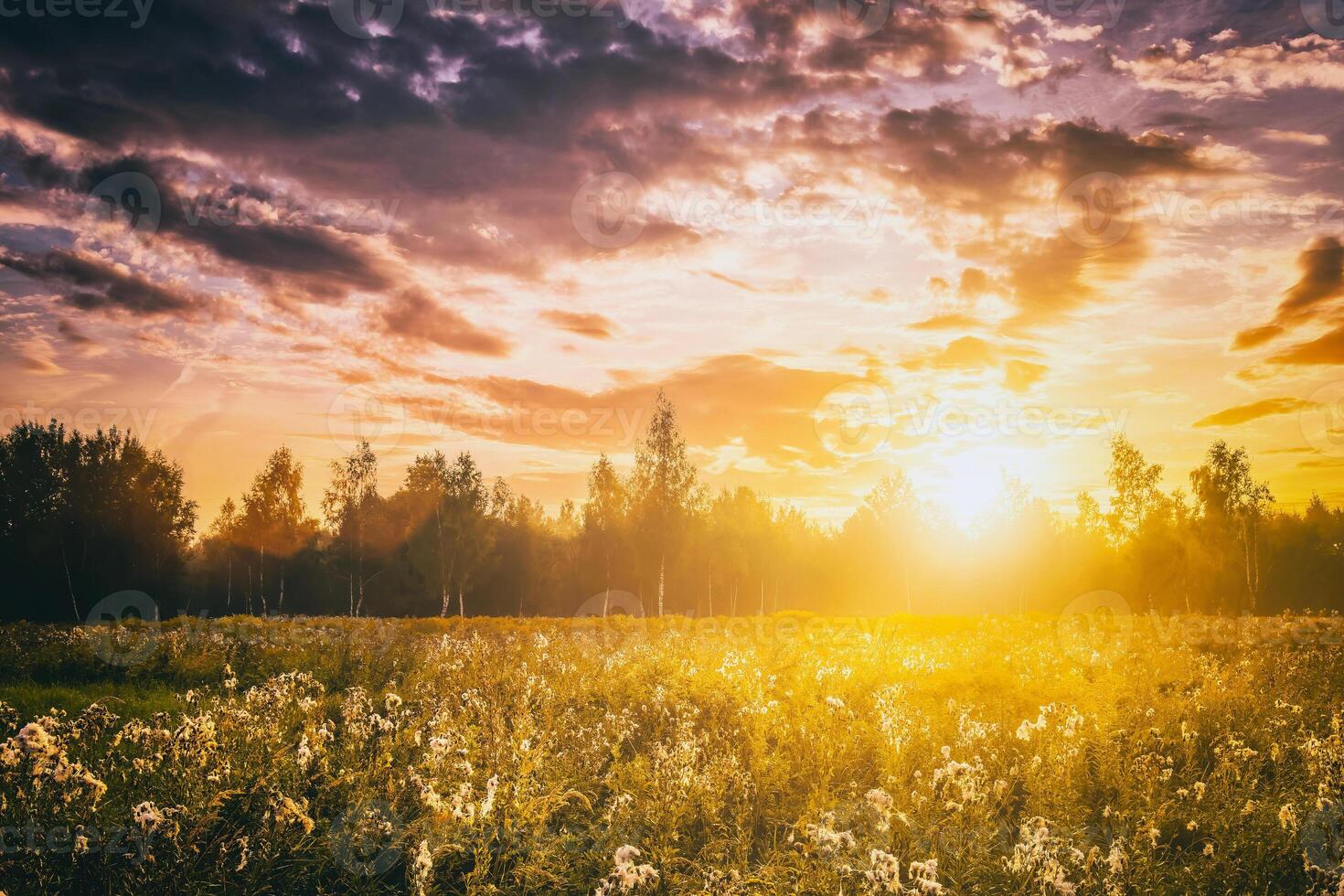 Sunrise on a field covered with wild flowers in summer season with fog and trees with a cloudy sky background in morning. Vintage film aesthetic. photo