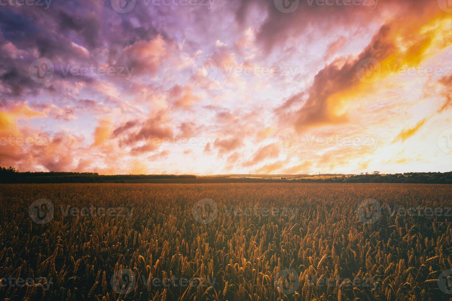 Sunset or dawn in a rye or wheat field with a dramatic cloudy sky during summertime. Aesthetics of vintage film. photo