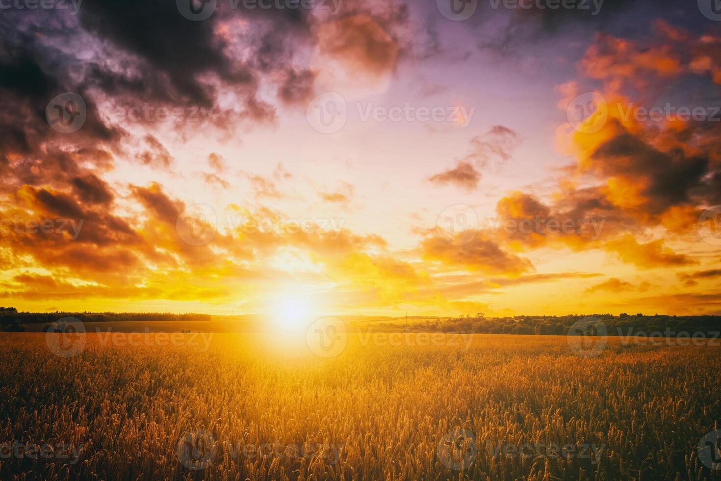 puesta de sol o amanecer en un centeno o trigo campo con un dramático nublado cielo durante Hora de verano. estética de Clásico película. foto