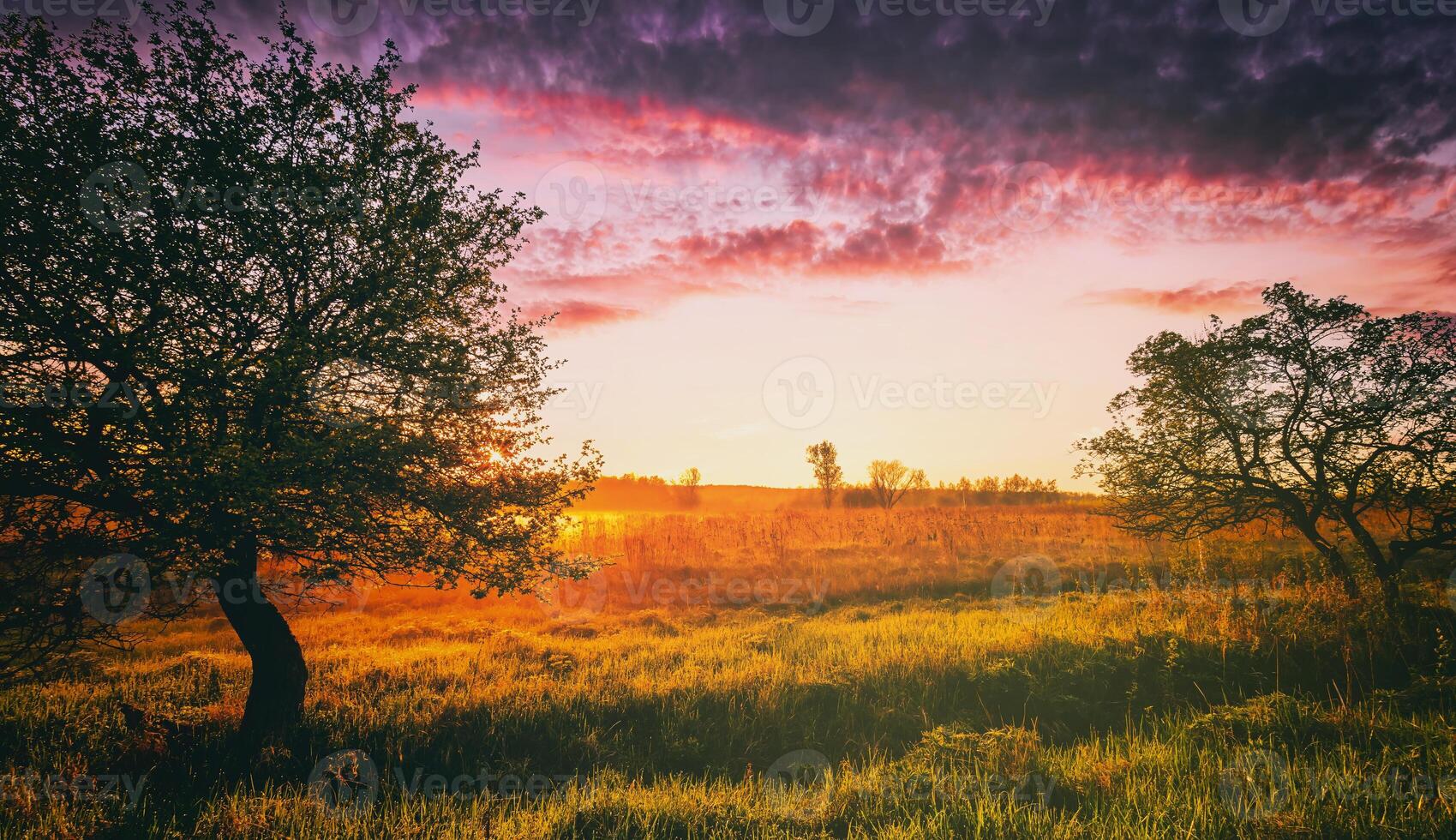 Sunrise in a spring field with green grass, lupine sprouts, fog on the horizon, trees on a foreground and cloudy sky. Vintage film aesthetic. photo