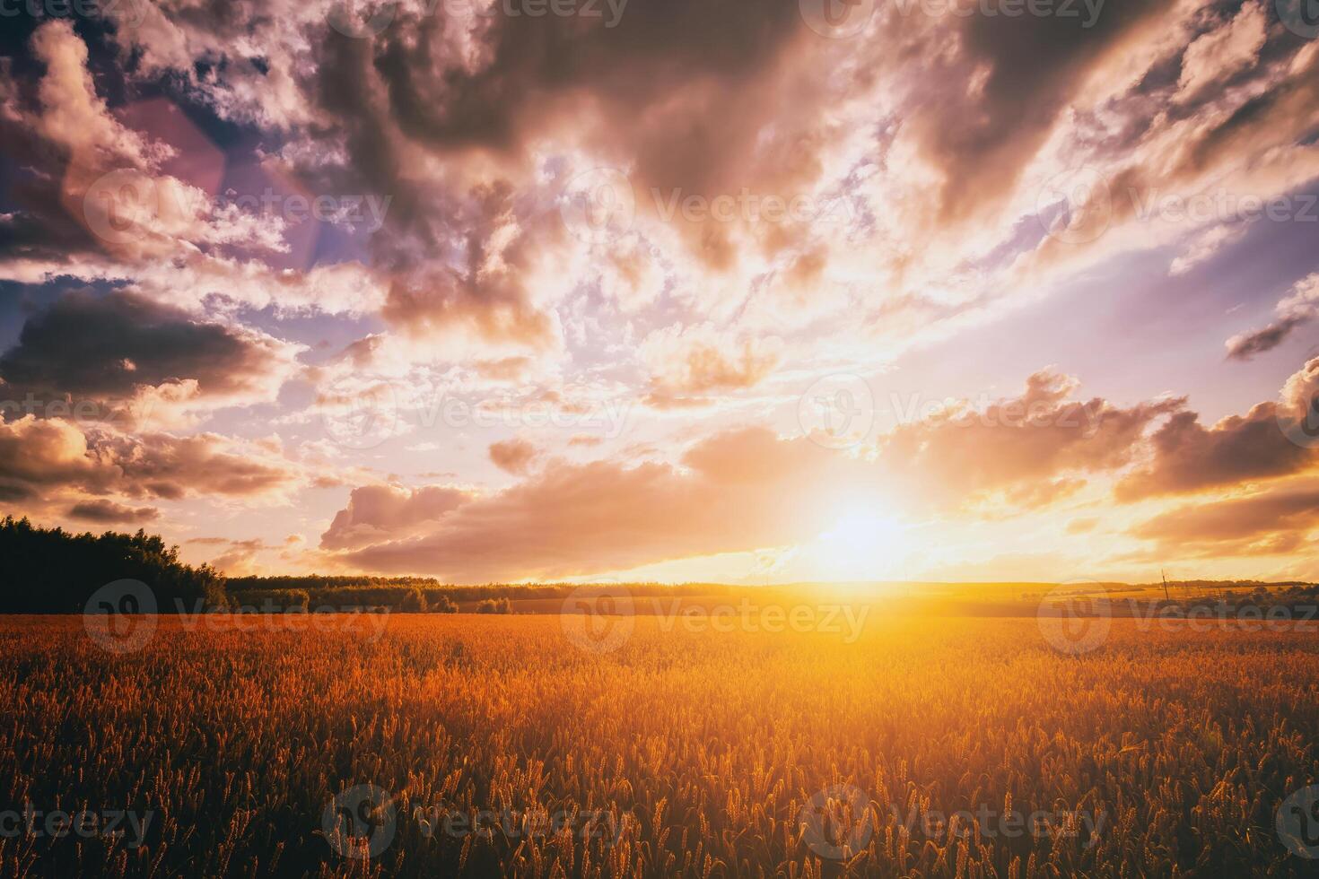 puesta de sol o amanecer en un centeno o trigo campo con un dramático nublado cielo durante Hora de verano. estética de Clásico película. foto