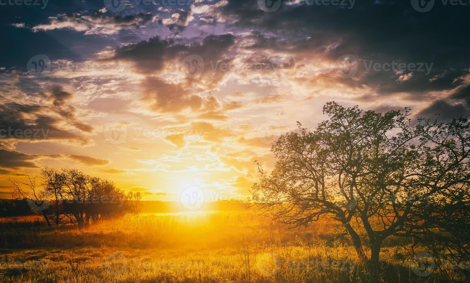 amanecer en un primavera campo con verde césped, lupino coles, niebla en el horizonte, arboles en un primer plano y nublado cielo. Clásico película estético. foto