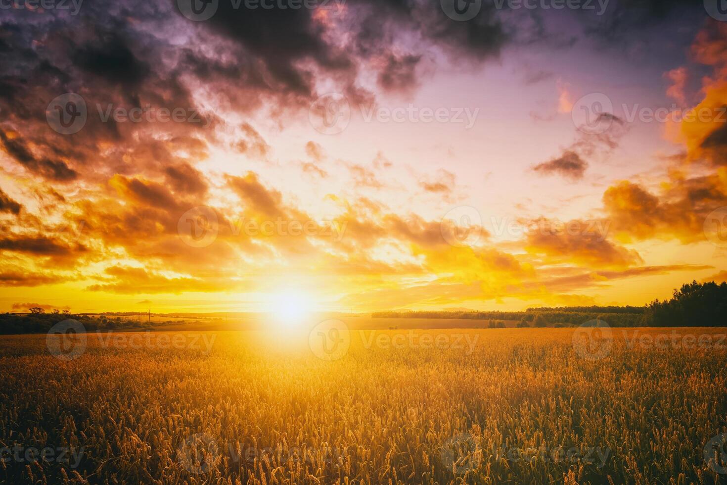 Sunset or dawn in a rye or wheat field with a dramatic cloudy sky during summertime. Aesthetics of vintage film. photo