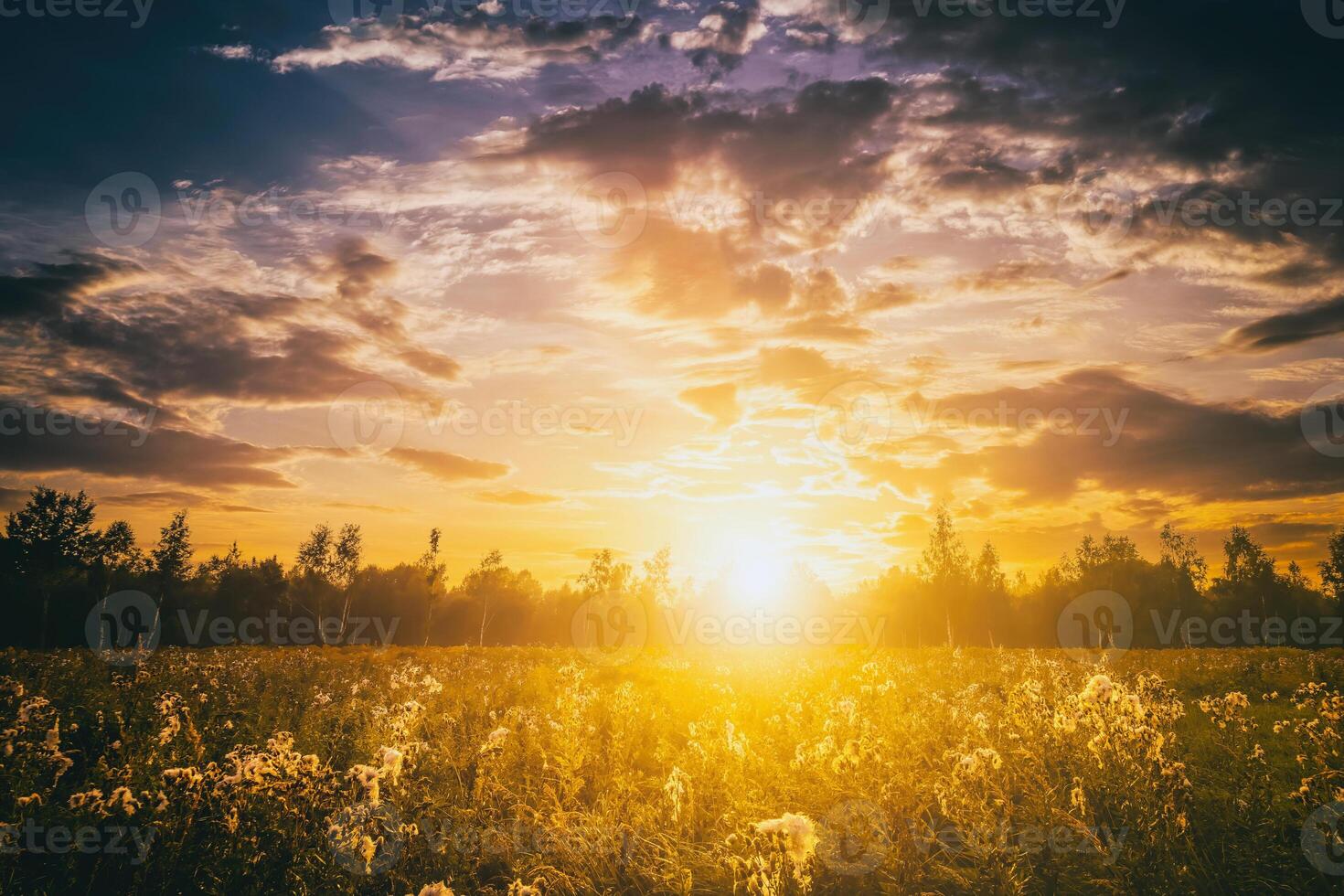Sunrise on a field covered with wild flowers in summer season with fog and trees with a cloudy sky background in morning. Vintage film aesthetic. photo