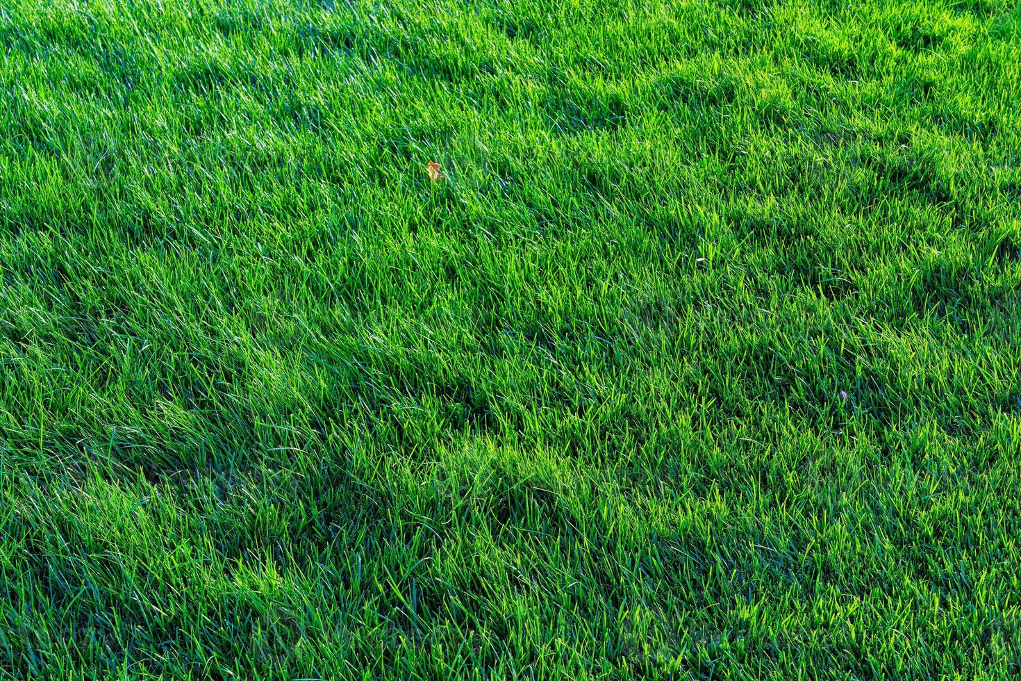 Texture of green grass on the lawn. Natural abstract background. photo