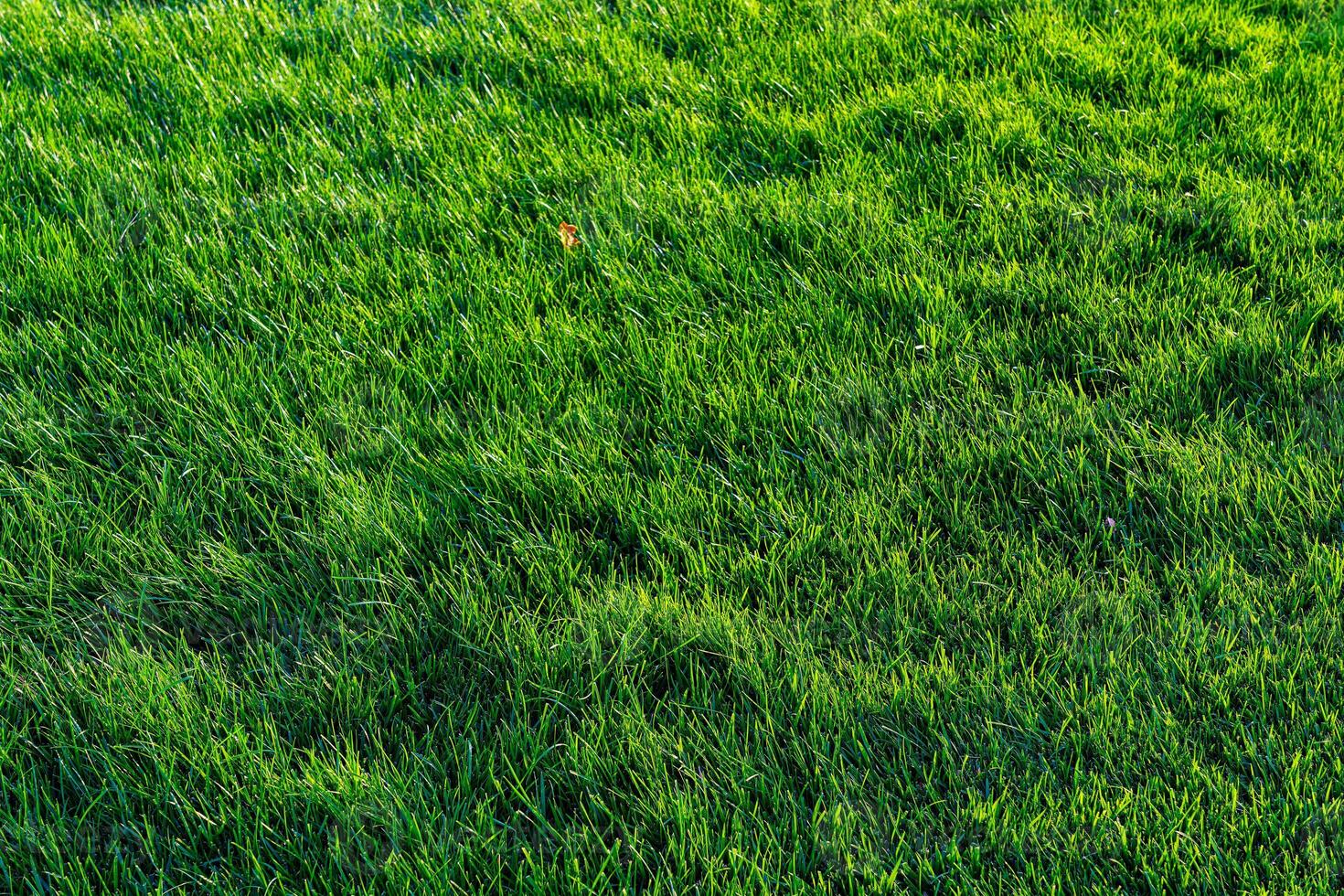 Texture of green grass on the lawn. Natural abstract background. photo