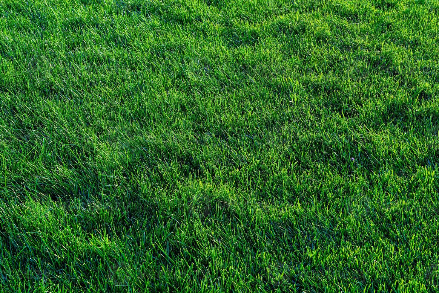 Texture of green grass on the lawn. Natural abstract background. photo