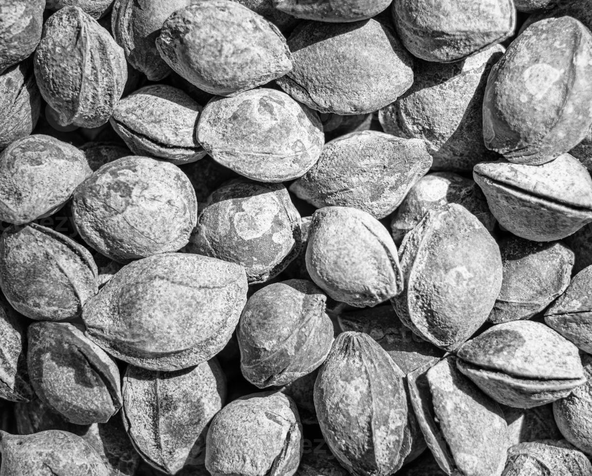 Black and white texture of a pile of apricot kernels in the shell. Background of healthy plant vegan food. Nuts. photo