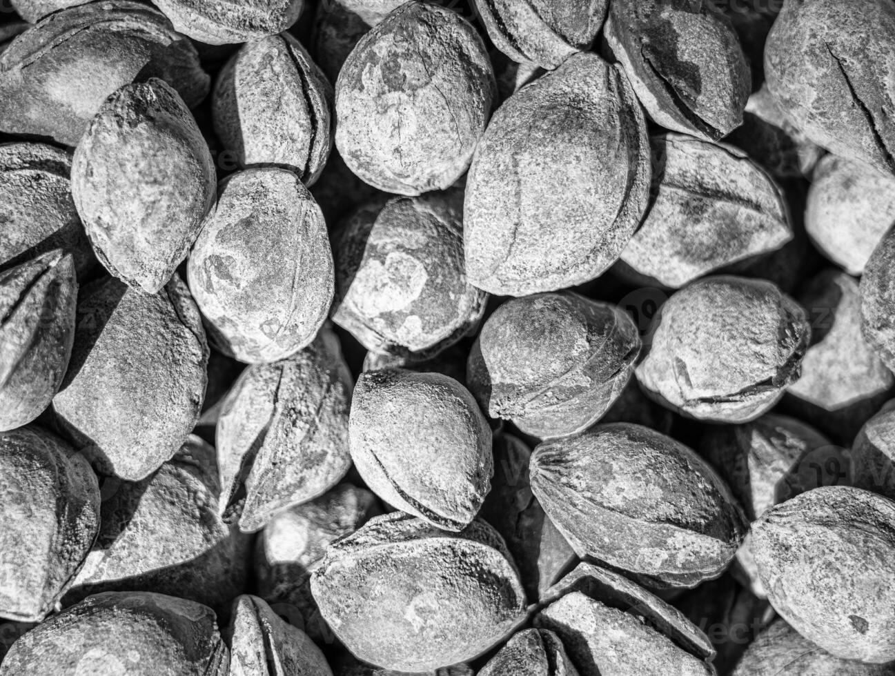 Black and white texture of a pile of apricot kernels in the shell. Background of healthy plant vegan food. Nuts. photo