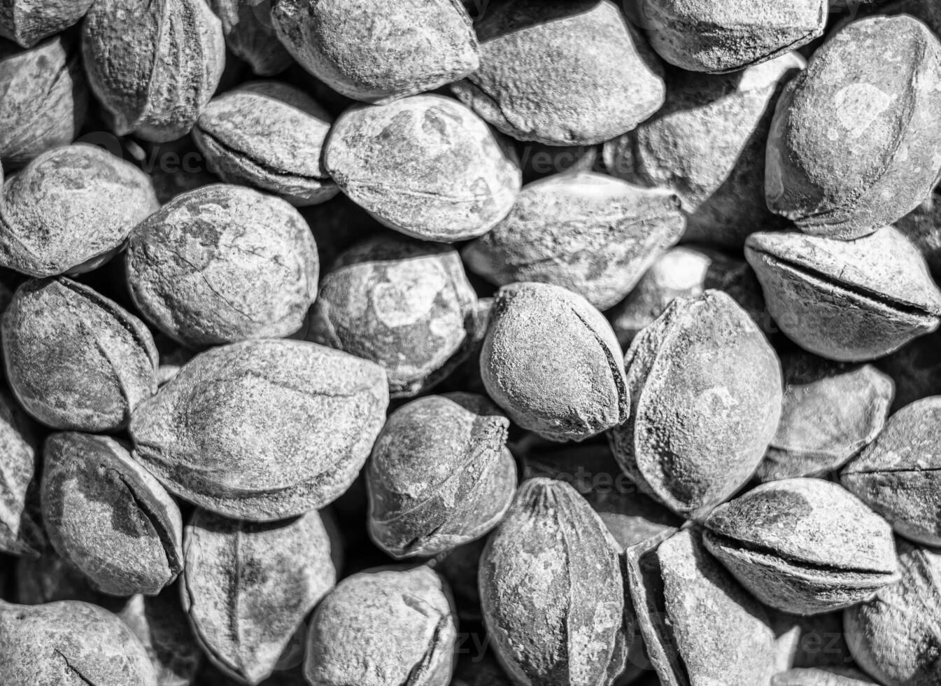 Black and white texture of a pile of apricot kernels in the shell. Background of healthy plant vegan food. Nuts. photo