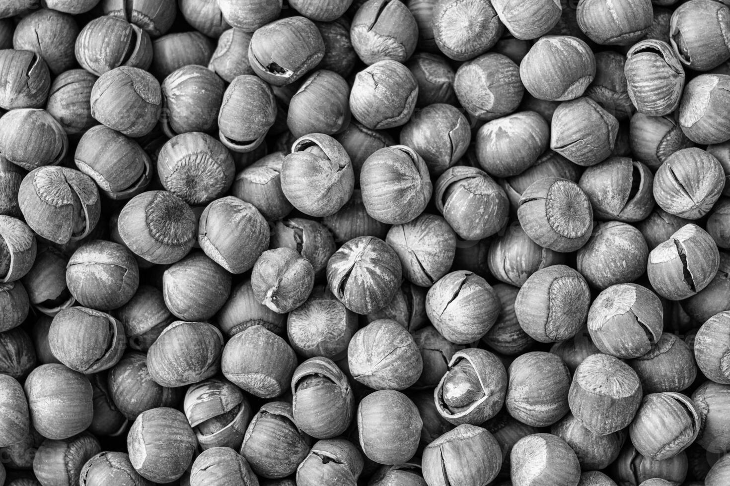 The texture of a heap of hazelnuts in the shell. Background of healthy plant vegan food. Nuts. Black and white. photo