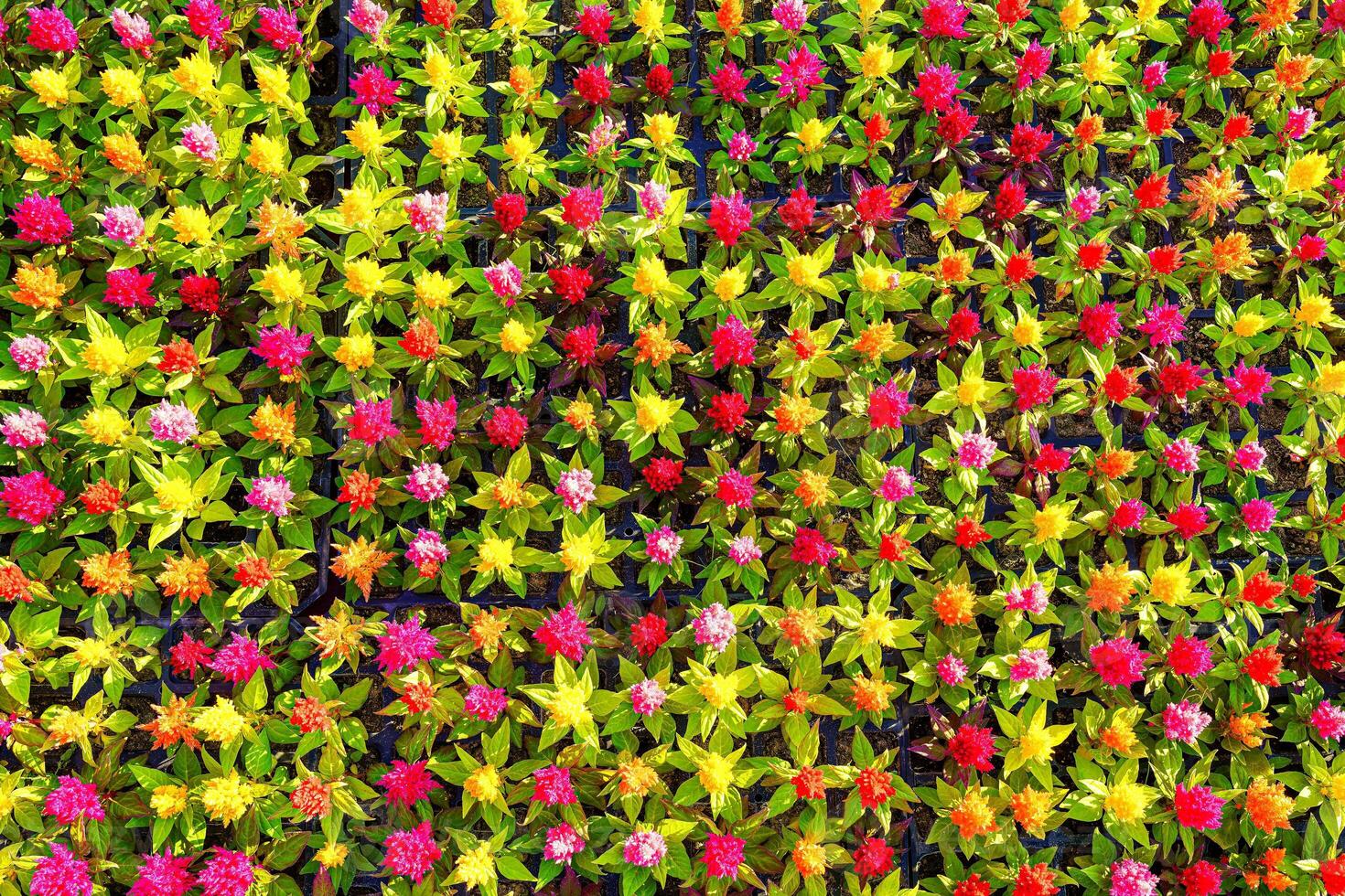 Red and yellow ornamental flowers nature background. photo