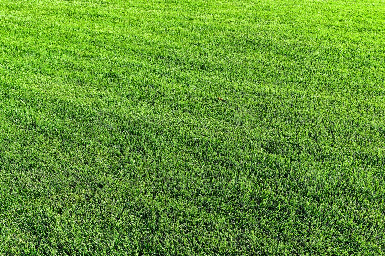 Texture of green grass on the lawn. Natural abstract background. photo