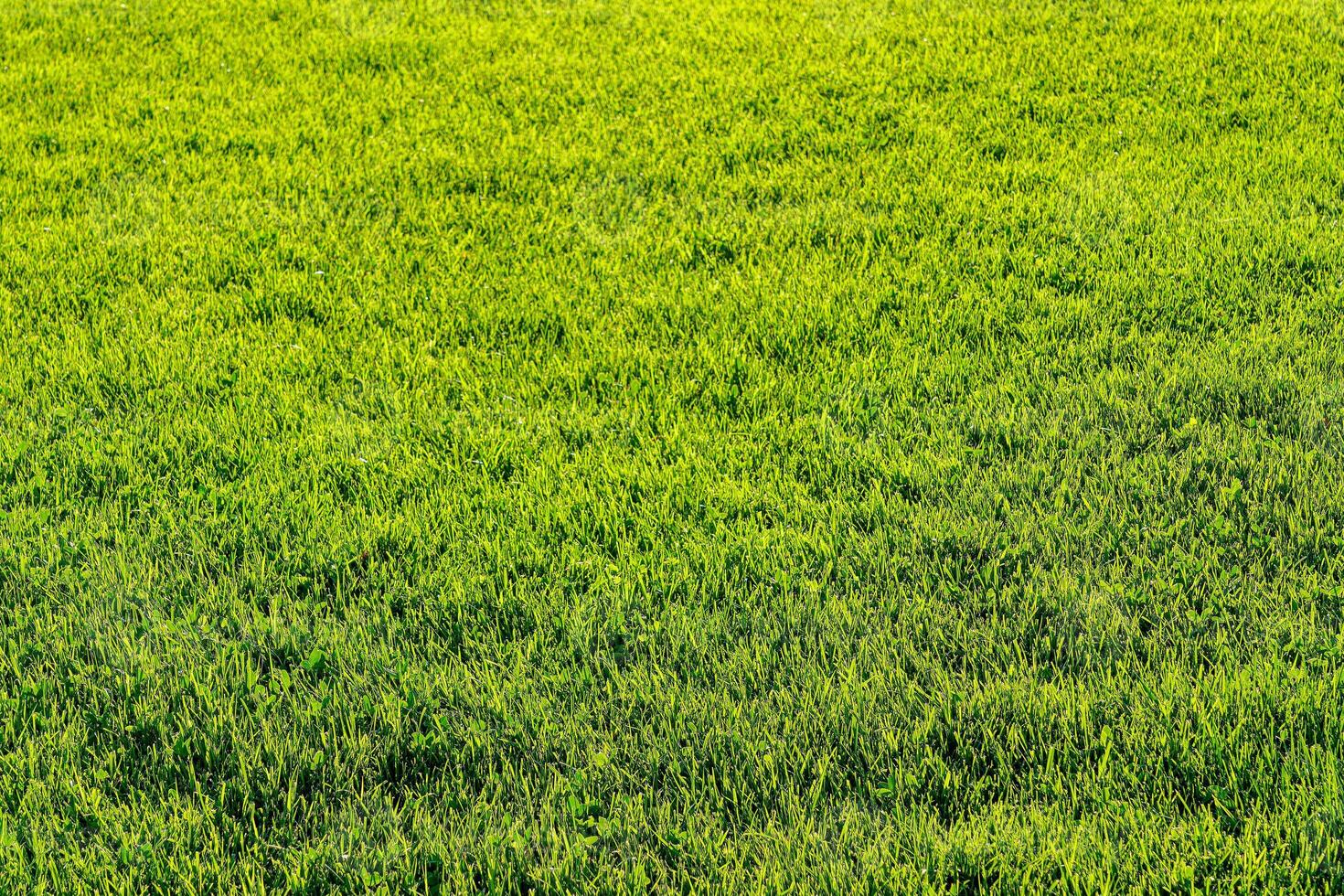 Texture of green grass on the lawn. Natural abstract background. photo