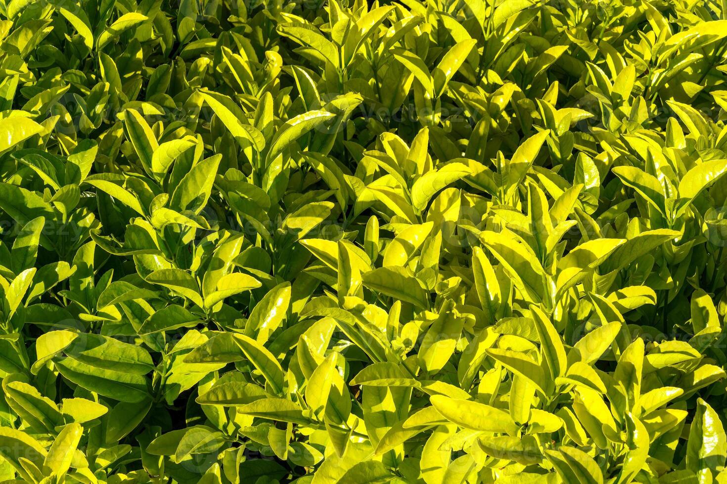 Decorative wall from a plant with green leaves. Natural pattern. Abstract background. Landscaping. photo